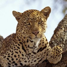 Схема вышивки «наблюдение»