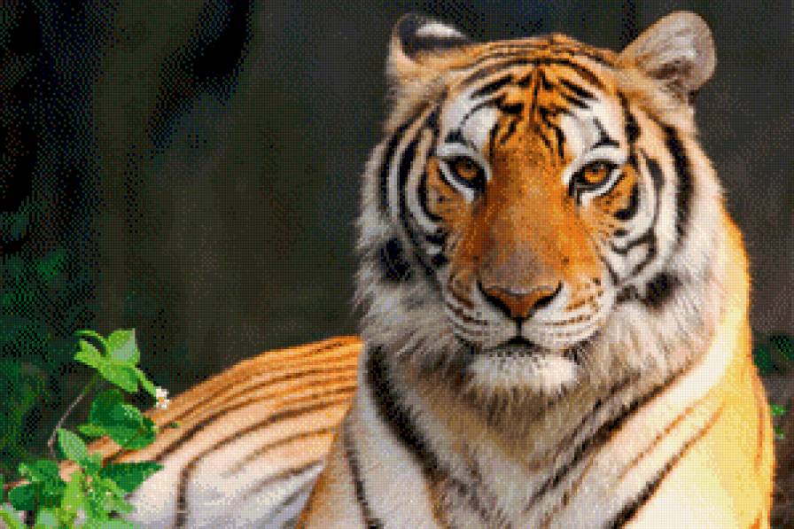 Тигр - тигр, киска, хищник - предпросмотр