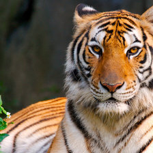 Схема вышивки «Тигр»