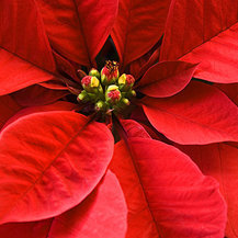 Схема вышивки «Vánoční hvězda»