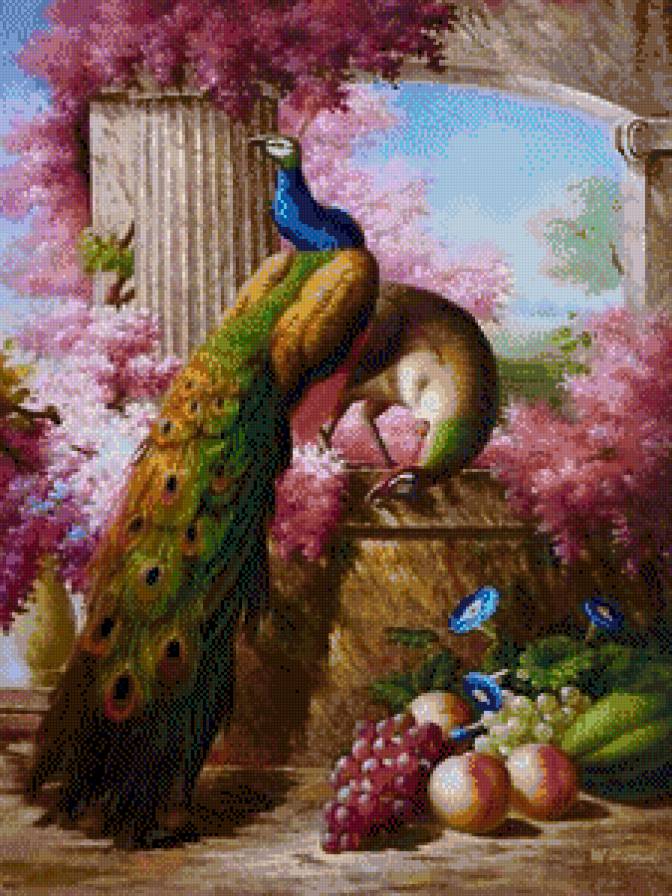 павлины - предпросмотр