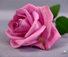 Схема вышивки «Роза»