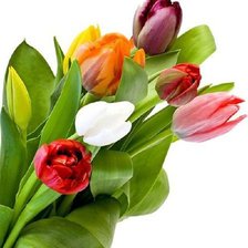 Схема вышивки «Тюльпаны»