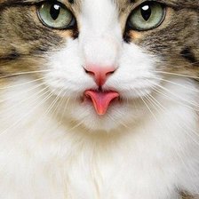 Схема вышивки «Кот»