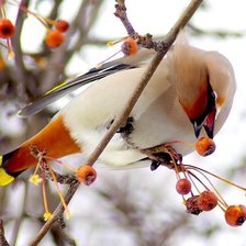Схема вышивки «птица»