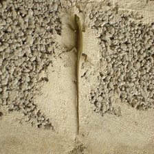 Схема вышивки «ящерка»