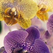 Схема вышивки «Орхидея»