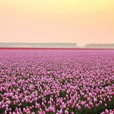 Схема вышивки «поле тюльпанов»