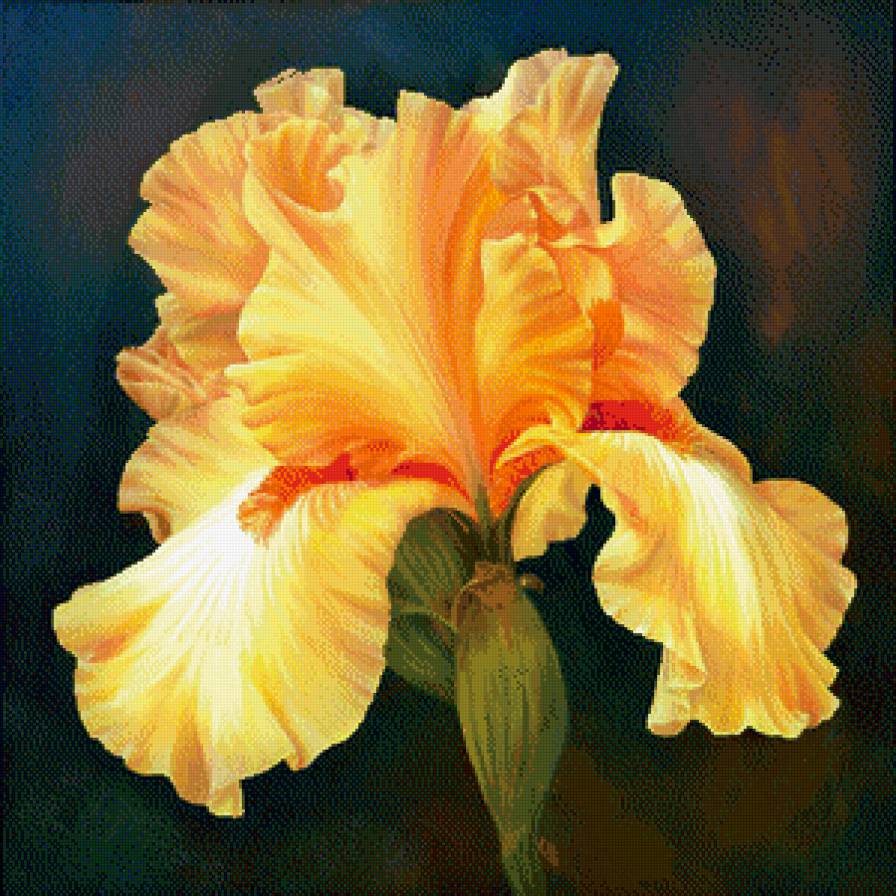 ирис - ирисы, живопись, цветы - предпросмотр