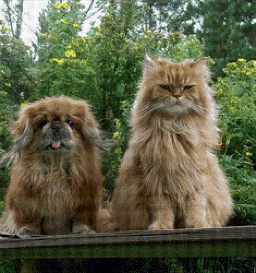 друзья - кошки, собаки - предпросмотр