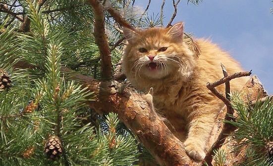 высоко сижу-все вижу - кошки - оригинал