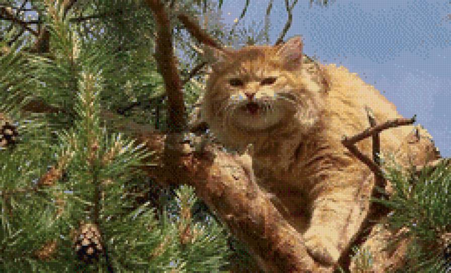 высоко сижу-все вижу - кошки - предпросмотр