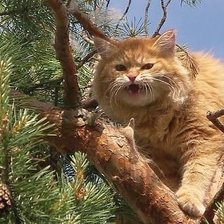 высоко сижу-все вижу