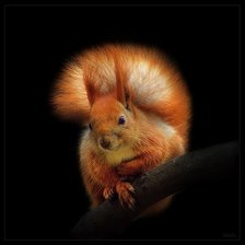 Схема вышивки «Белочка на черном»