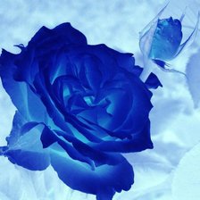 Схема вышивки «роза»