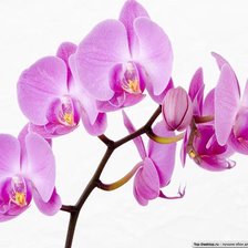 Схема вышивки «Орхидея»