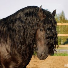 Схема вышивки «Грустная коняга»