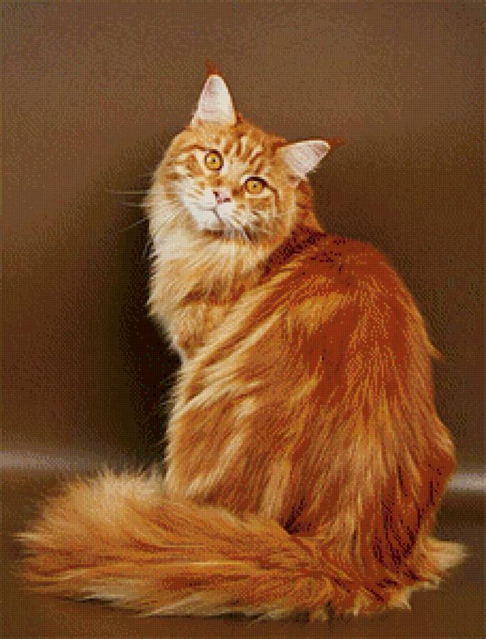 Мейн-кун - мейн-кун, кошки - предпросмотр