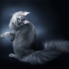 Схема вышивки «Мейн-кун1»