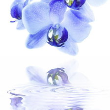 Схема вышивки «Голубые орхидеи»