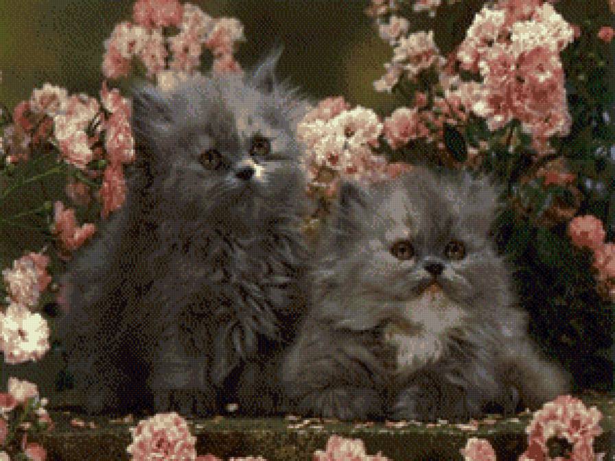 Котики - цветы, котики - предпросмотр