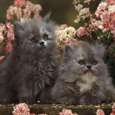 Схема вышивки «Котики»