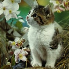 Схема вышивки «Котик 1»