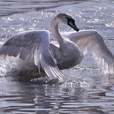 Схема вышивки «Лебедь»