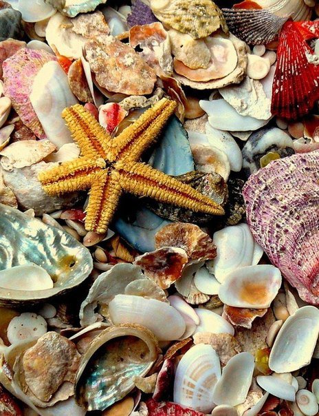 Ракушки - ракушки, море - оригинал