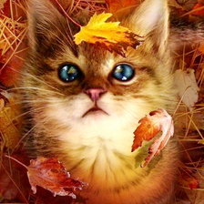 Схема вышивки «осень - это красиво !»