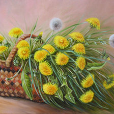 Одуванчики