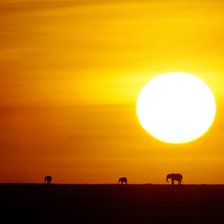 Схема вышивки «Слоники на закате)»