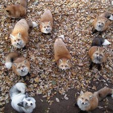 Схема вышивки «Лисы»