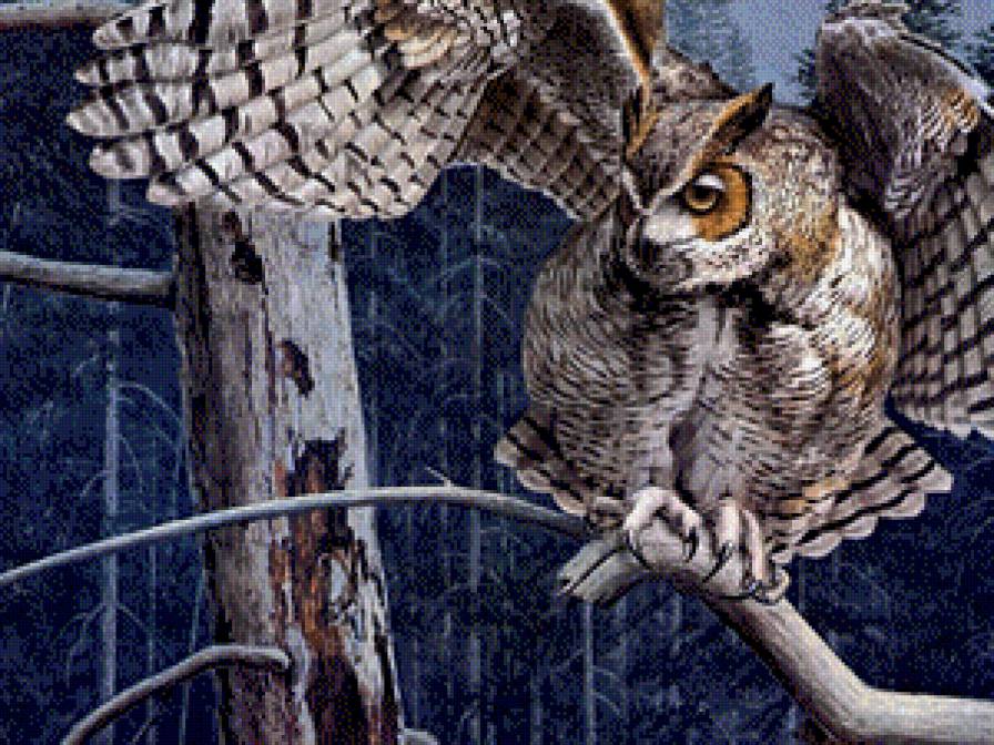 Сова ночью - ночь, сова - предпросмотр