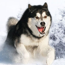 Схема вышивки «Скорость»