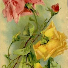 Схема вышивки «Roses»