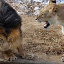 Схема вышивки «Лев и львица»