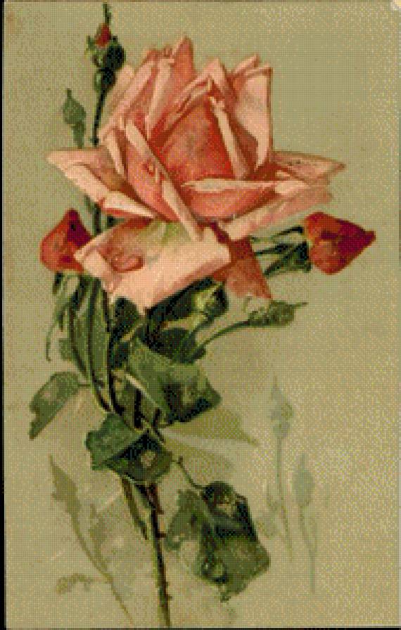 Pink Roses - предпросмотр