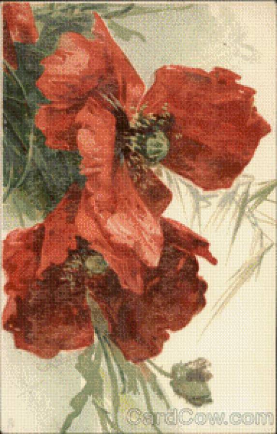 Red Poppies - предпросмотр