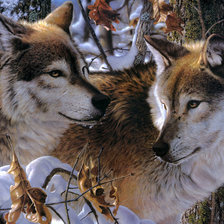 Схема вышивки «великолепная пара»