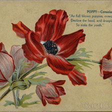 Схема вышивки «Poppy - Consolation»