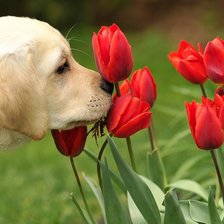 Схема вышивки «собака»