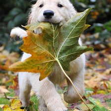 Схема вышивки «собака»