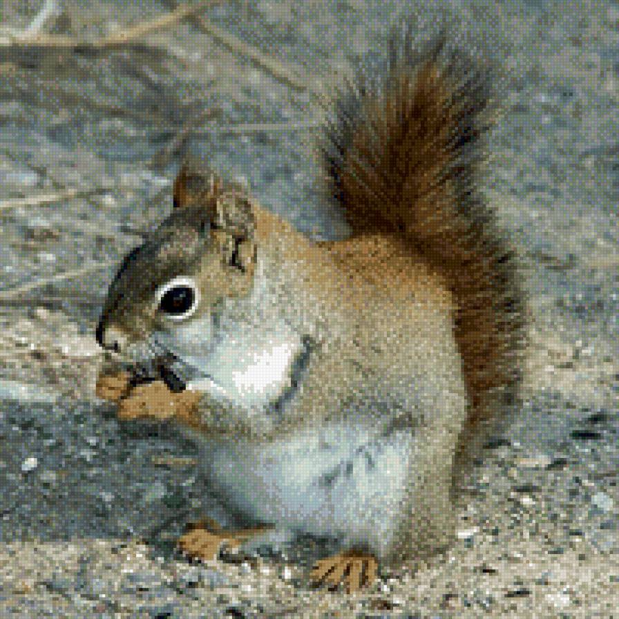 белочка - предпросмотр