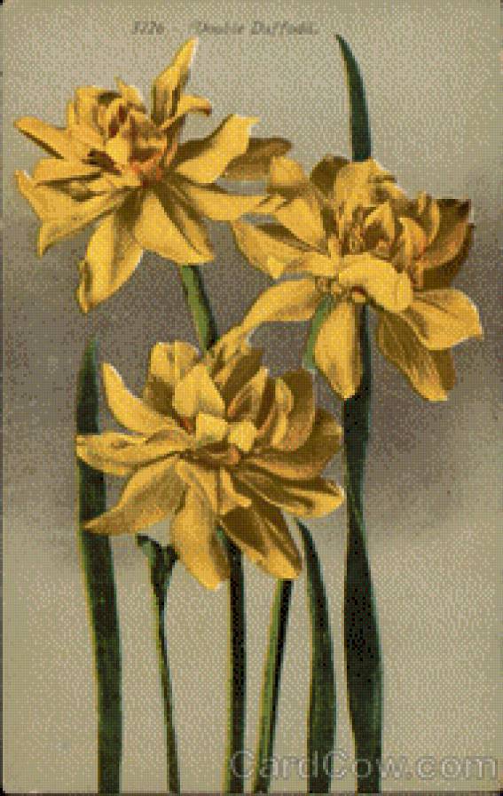 Double Daffodil - предпросмотр