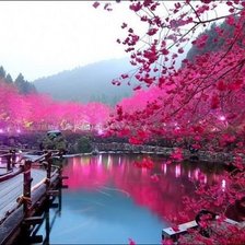 Чудиса природы