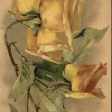 Yellow Roses