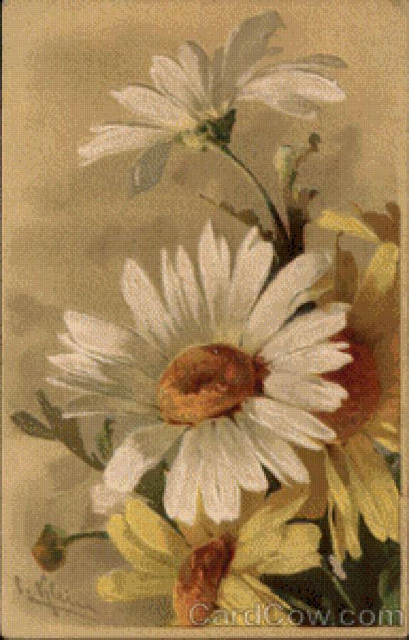 White and Yellow Dasies - предпросмотр