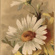 Схема вышивки «White and Yellow Dasies»