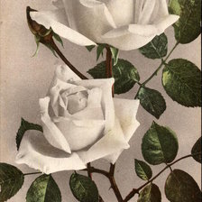 Two white roses